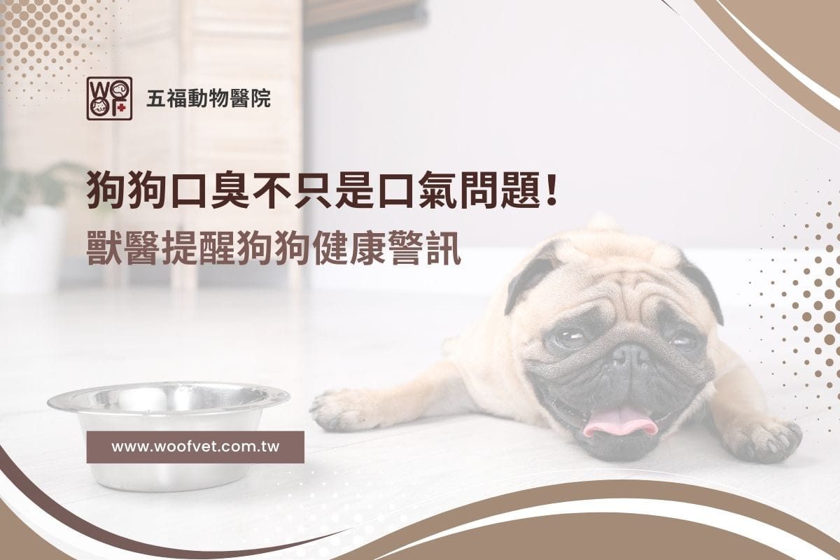 狗狗口臭不只是口氣問題！獸醫提醒狗狗健康警訊