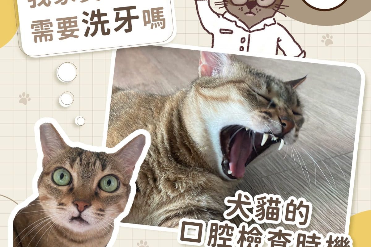 我家寶貝需要洗牙嗎？犬貓口腔檢查時機大公開!