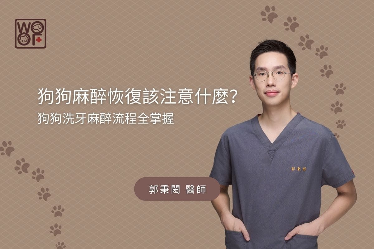 狗狗麻醉恢復該注意什麼？狗狗洗牙麻醉流程全掌握