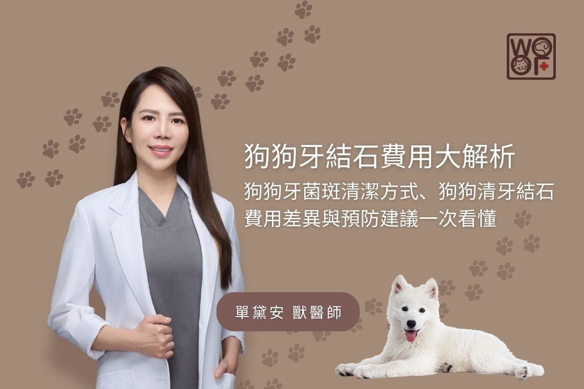 狗狗牙結石費用大解析，狗狗牙菌斑清潔方式、狗狗清牙結石費用差異與預防建議一次看懂