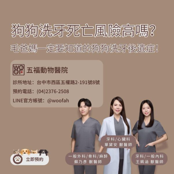 狗狗洗牙死亡風險高嗎？毛爸媽一定要知道的狗狗洗牙後遺症！