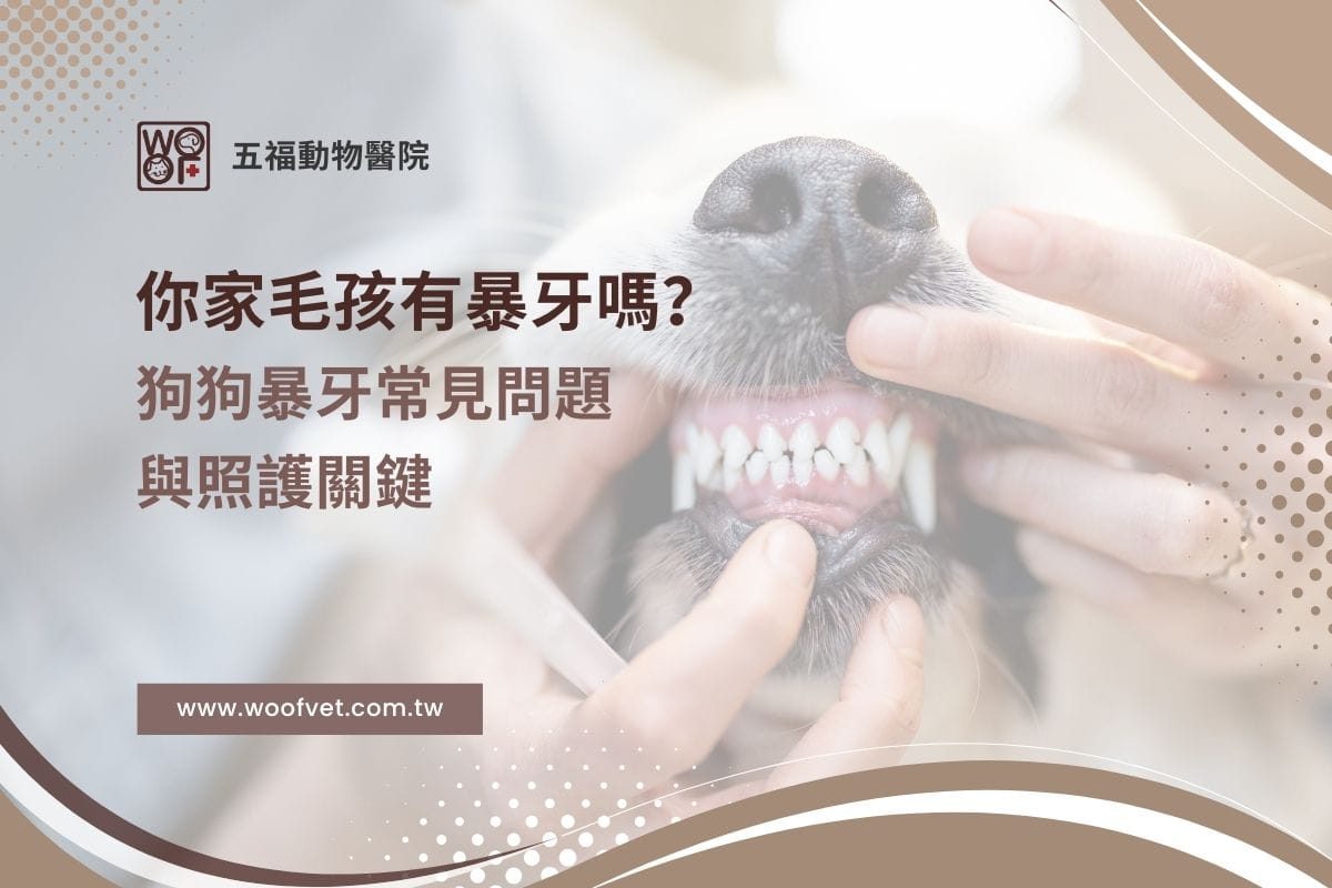 你家毛孩有暴牙嗎？狗狗暴牙常見問題與照護關鍵