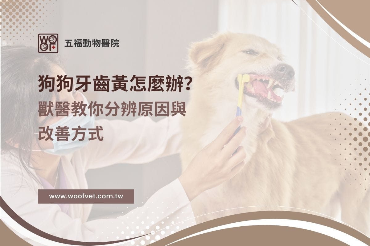 狗狗牙齒黃怎麼辦？獸醫教你分辨原因與改善方式