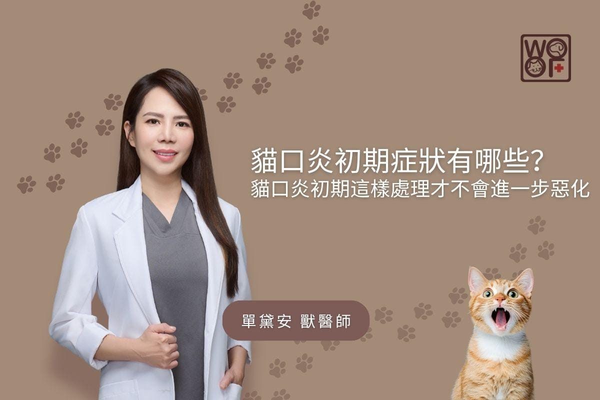 貓口炎初期症狀有哪些？貓口炎初期這樣處理才不會進一步惡化