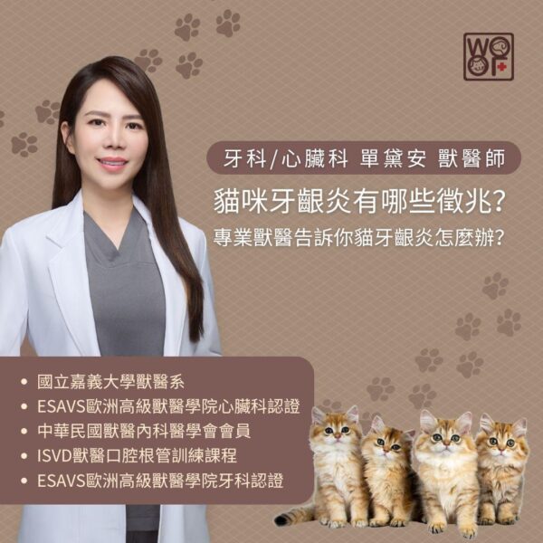 貓咪牙齦炎有哪些徵兆？專業獸醫告訴你貓牙齦炎怎麼辦？
