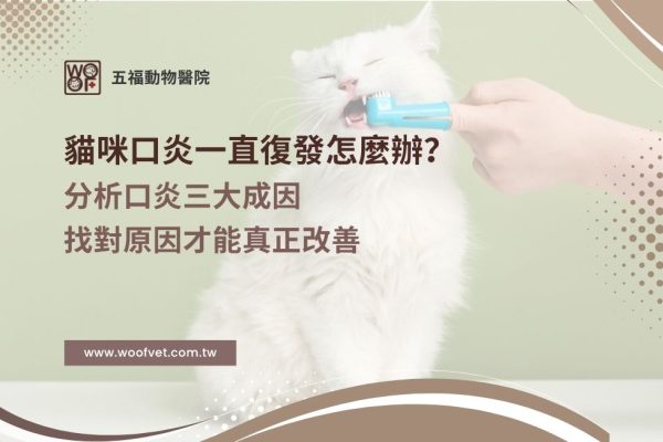 貓咪口炎一直復發怎麼辦？分析口炎三大成因，找對原因才能真正改善