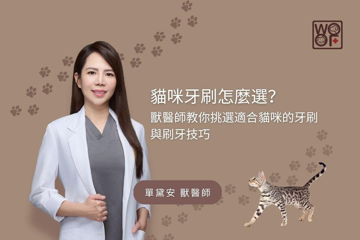 貓咪牙刷怎麼選？獸醫師交你挑選適合貓咪的牙刷與刷牙技巧