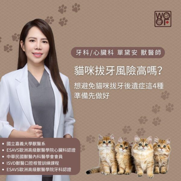 貓咪拔牙風險高嗎？想避免貓咪拔牙後遺症這4種準備先做好