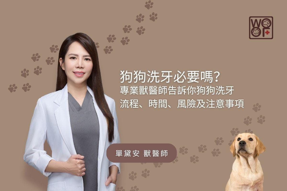 狗狗洗牙必要嗎？專業獸醫師告訴你狗狗洗牙，流程、時間、風險及注意事項