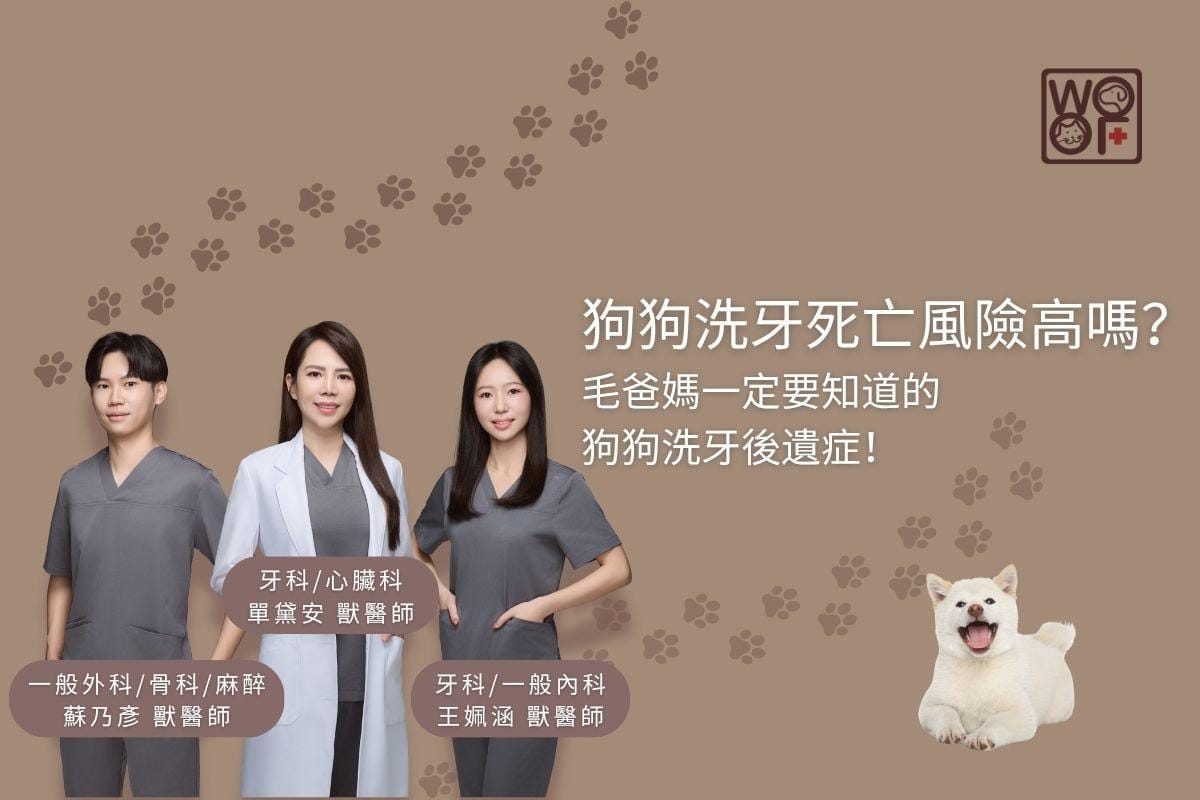 狗狗洗牙死亡風險高嗎？毛爸媽一定要知道的狗狗洗牙後遺症！