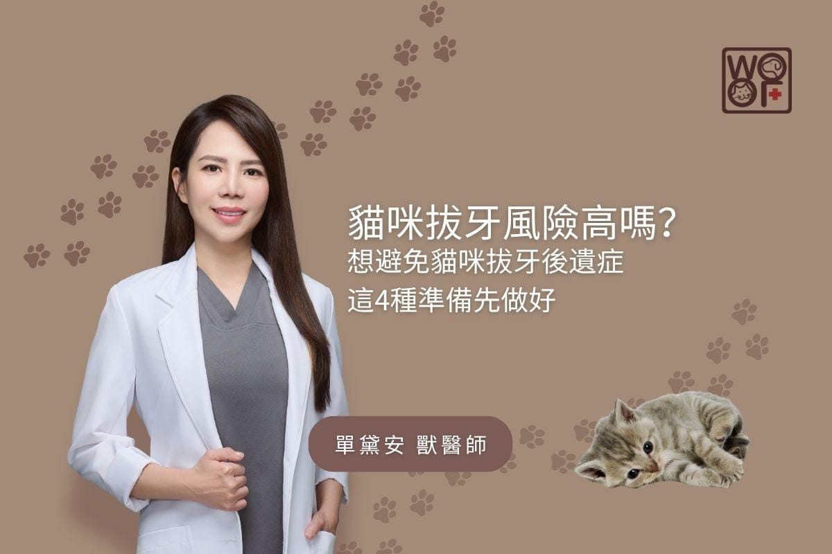 貓咪拔牙風險高嗎？想避免貓咪拔牙後遺症，這4種準備先做好