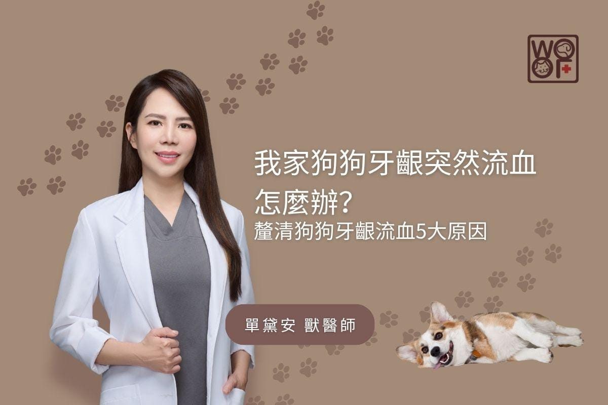 我家狗狗牙齦突然流血怎麼辦？ 釐清狗狗牙齦流血5大原因