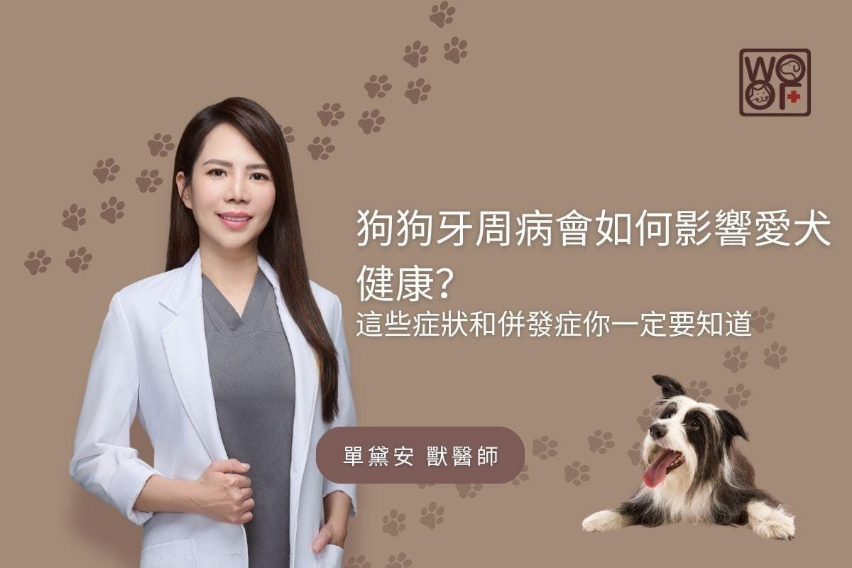 狗狗牙周病會如何影響愛犬健康？ 這些症狀和併發症你一定要知道