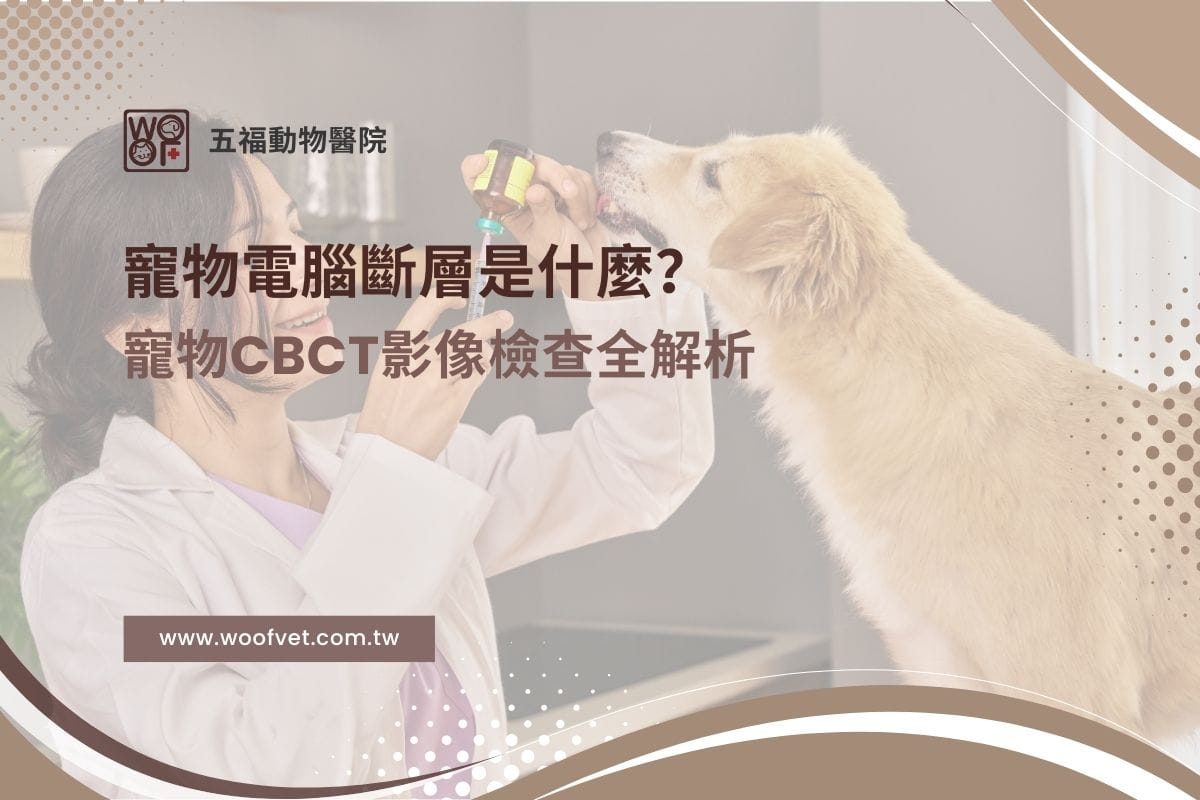 寵物電腦斷層是什麼？寵物CBCT影像檢查全解析