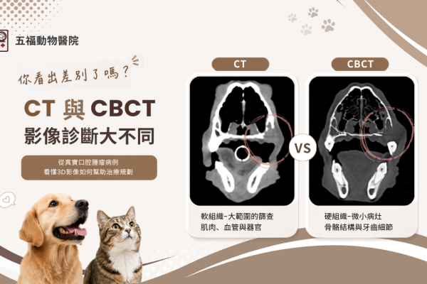 pet-dental-cbct-ct