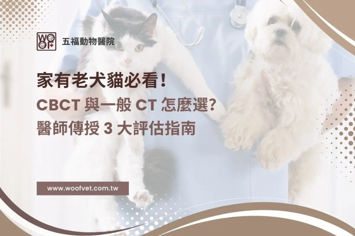 家有老犬貓必看！寵物牙科微創手術的秘密：CBCT 與一般 CT 怎麼選？醫師傳授 3 大評估指南