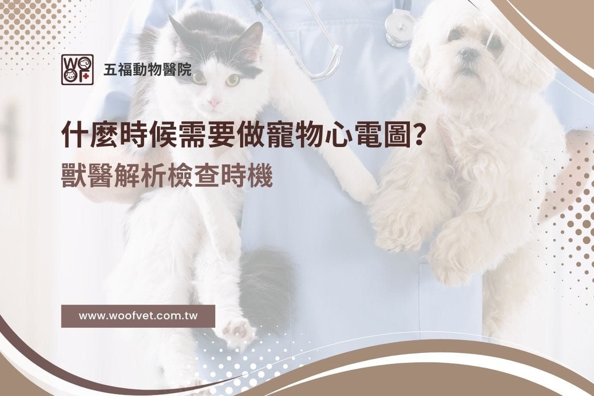 什麼時候需要做寵物心電圖？獸醫解析檢查時機