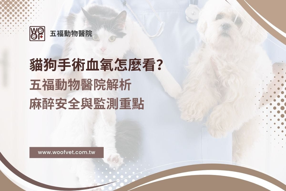 貓狗手術血氧怎麼看？五福動物醫院解析麻醉安全與監測重點