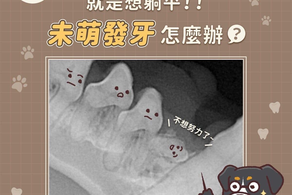 犬貓乳牙不處理會怎樣？這些狗狗品種要注意！
