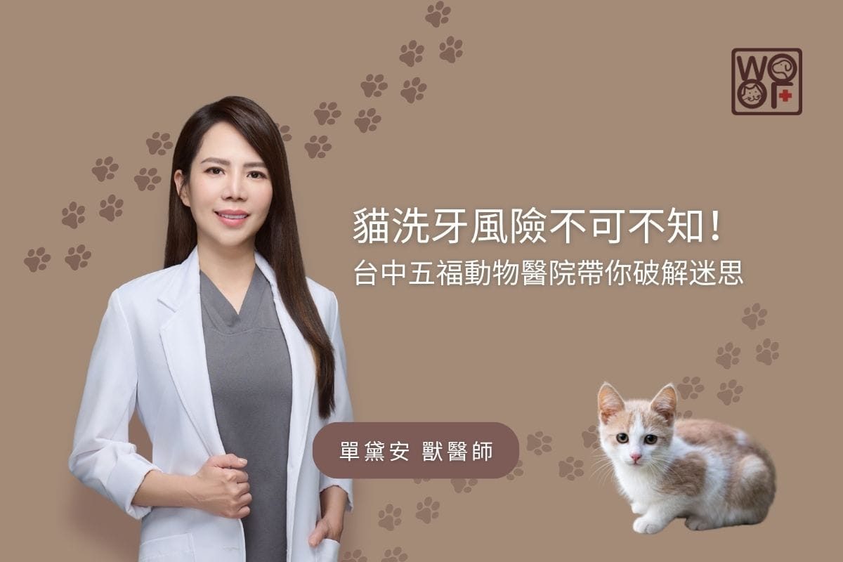 貓洗牙風險不可不知！台中五福動物醫院帶你破解迷思