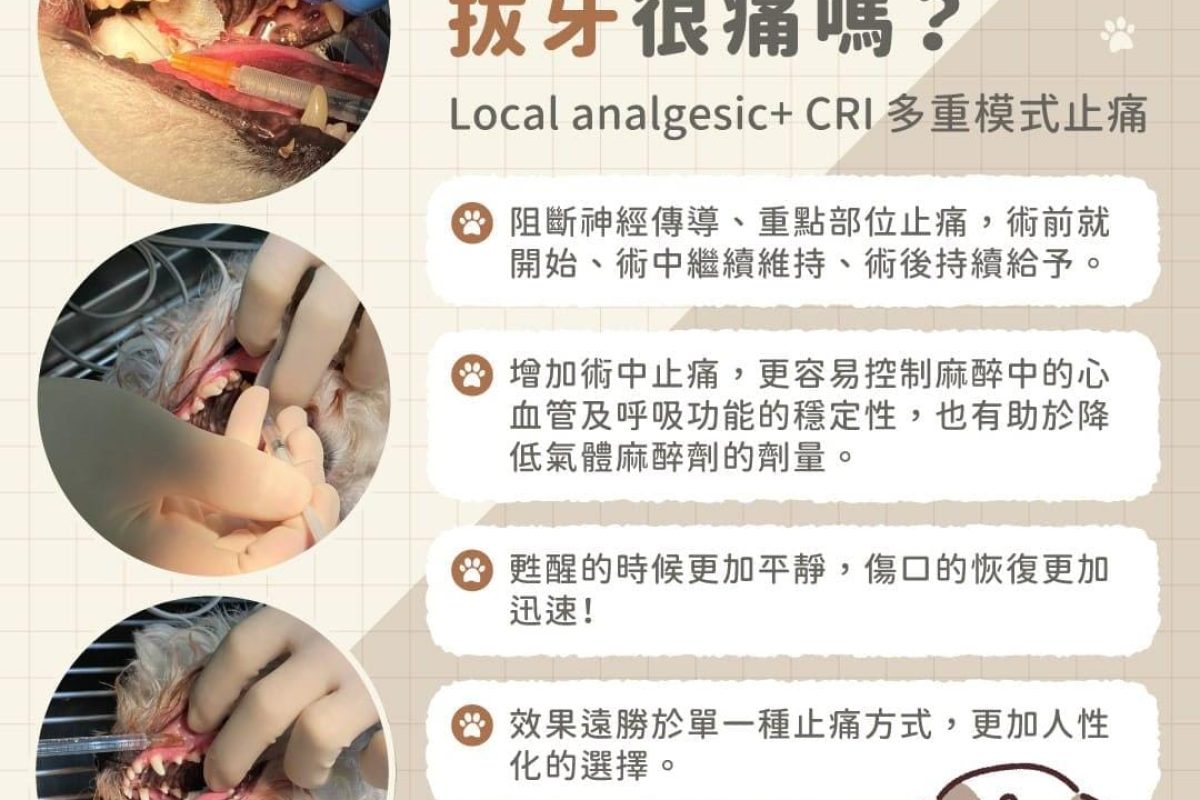 犬貓拔牙很痛嗎？犬貓拔牙麻醉、止痛、注意事項一次看