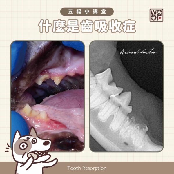 貓牙齒消失了？貓齒吸收症(Tooth resorption)完整介紹一次看