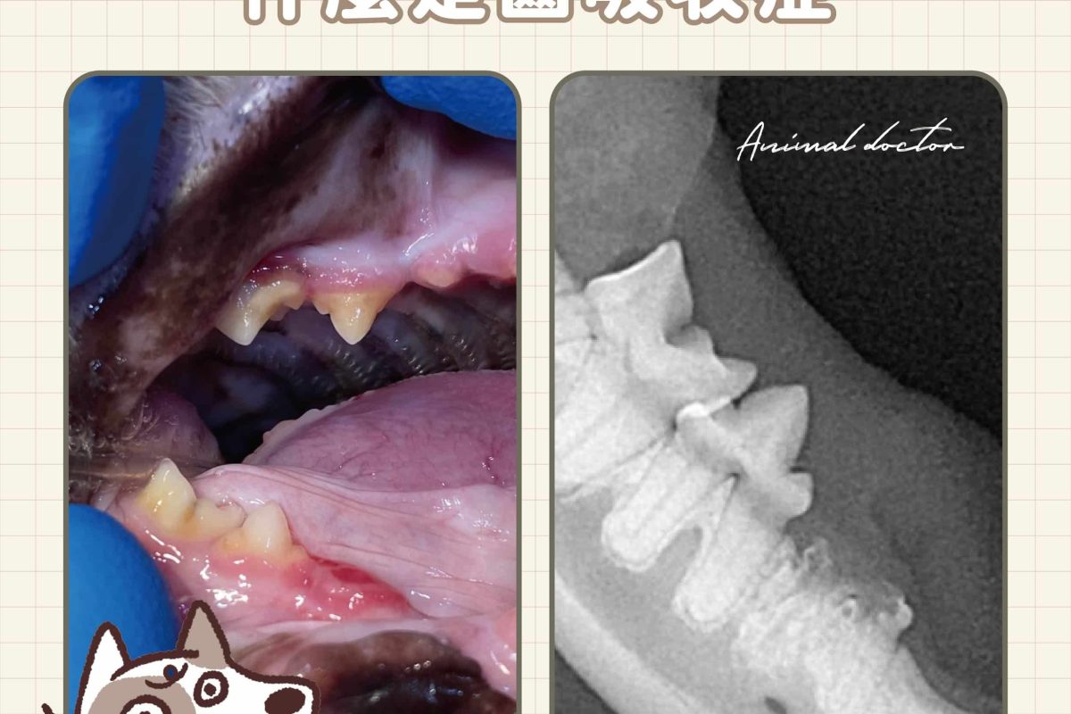 貓牙齒消失了？貓齒吸收症(Tooth resorption)完整介紹一次看