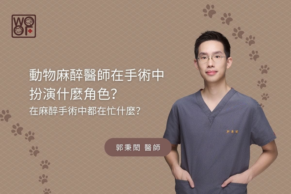動物麻醉醫師在手術中 扮演什麼角色？在麻醉手術中都在忙什麼？