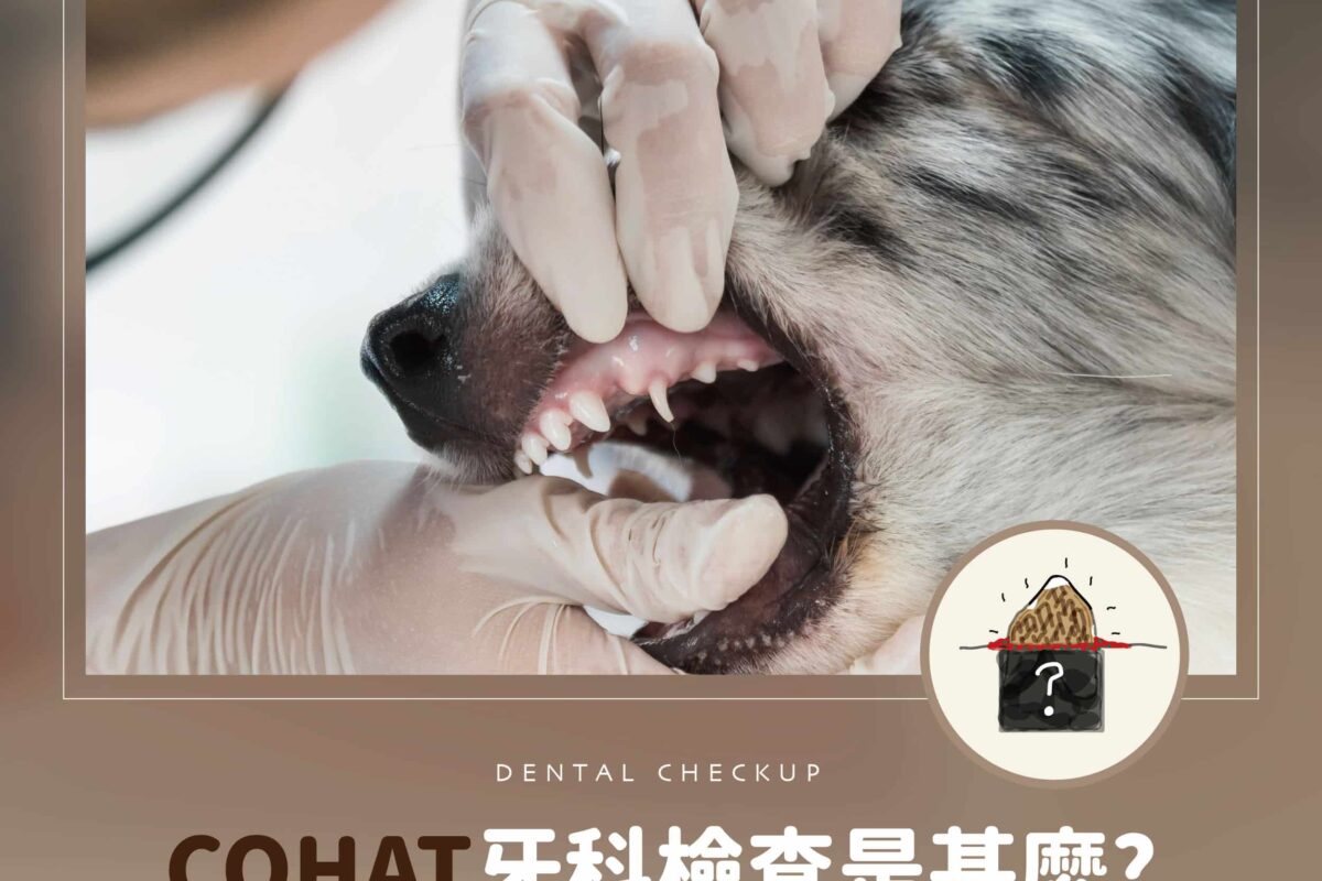 寵物COHAT是什麼？淺談全口腔健康評估與治療