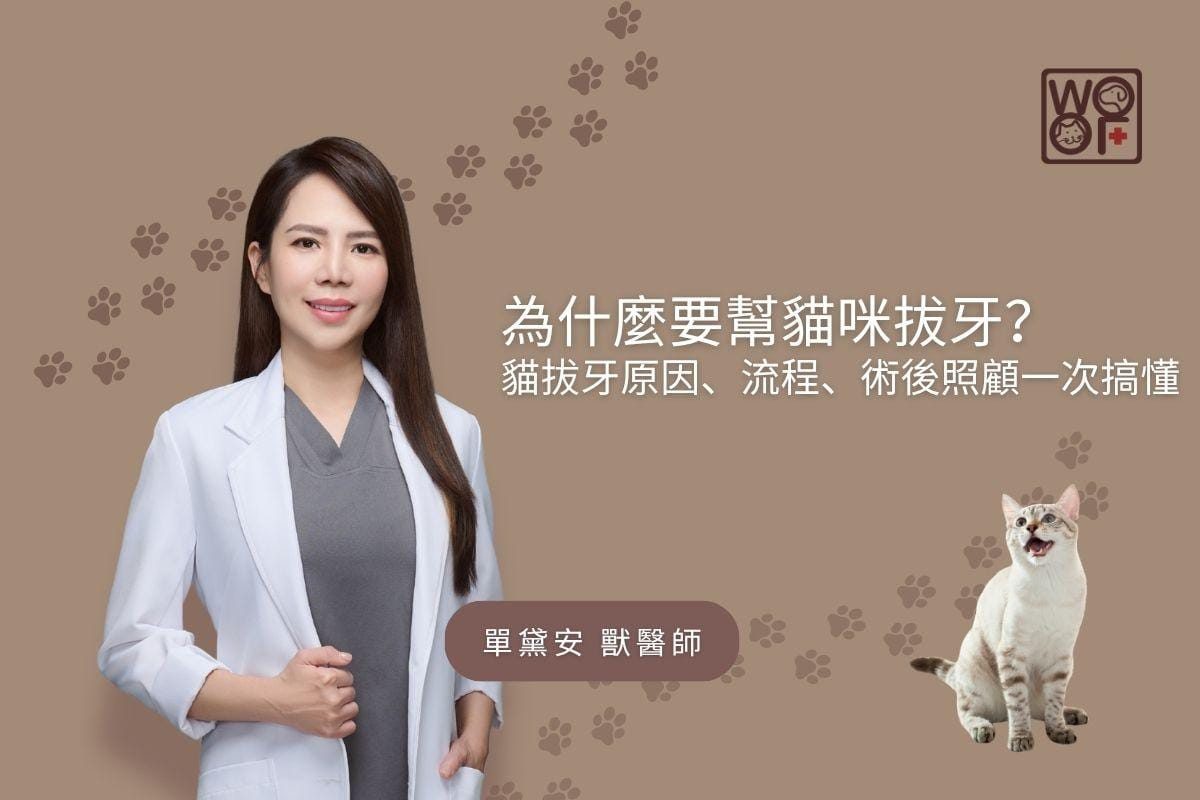 為什麼要幫貓咪拔牙？ 貓咪牙原因、流程、術後照顧一次搞懂