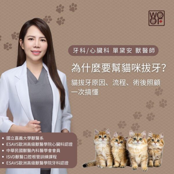 為什麼要幫貓咪拔牙？貓拔牙原因、流程、術後照顧一次搞懂