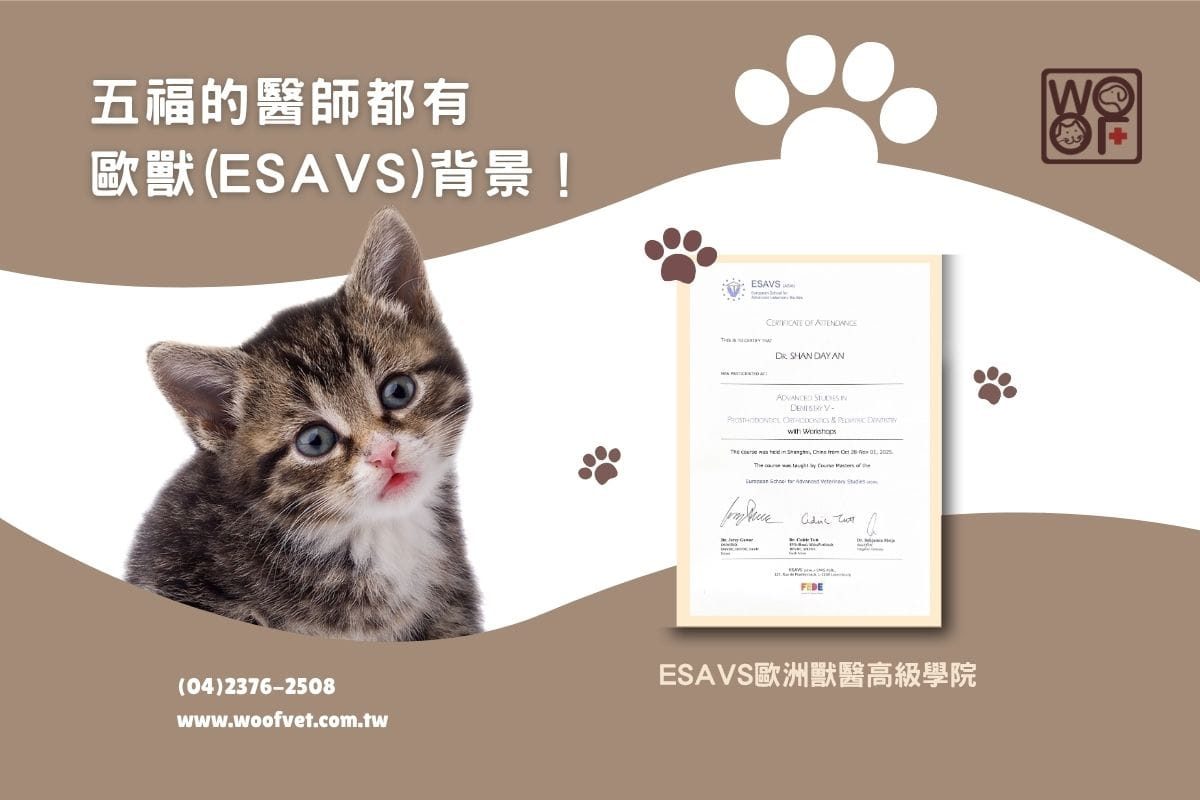 五福動物醫院｜五福的醫師都有「歐獸(ESAVS)」背景！