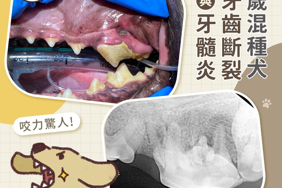 三歲混種犬牙齒斷裂與牙髓炎