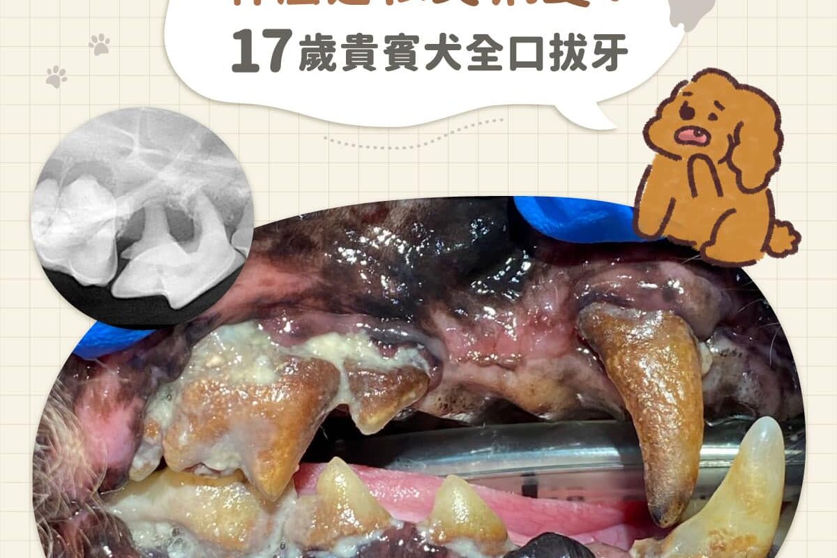 什麼是根尖病變