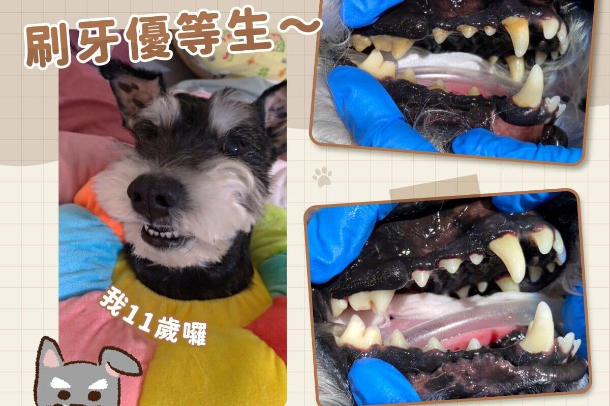 刷牙優等生v2