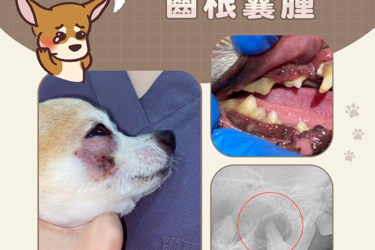 可怕的齒根囊腫v2