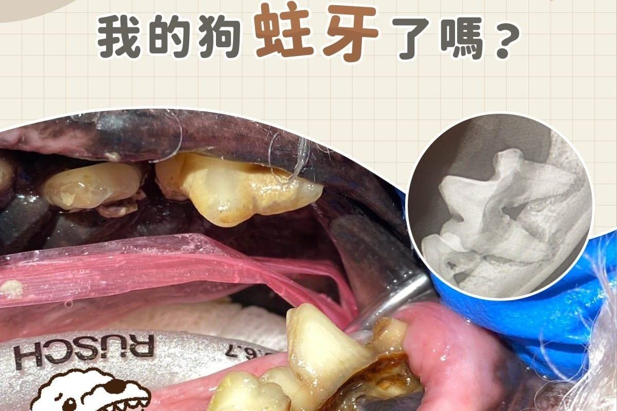 嘴巴洞洞系列2-V5_0