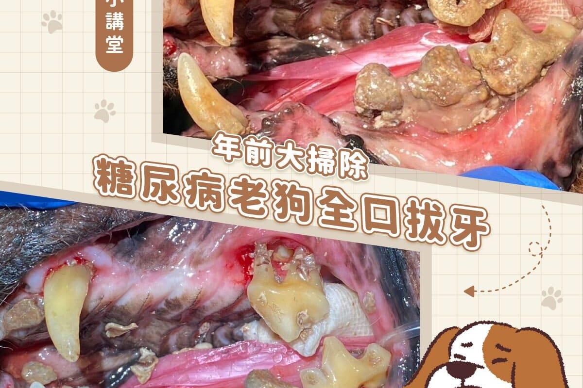 年前大掃除。糖尿病老狗全口拔牙_0