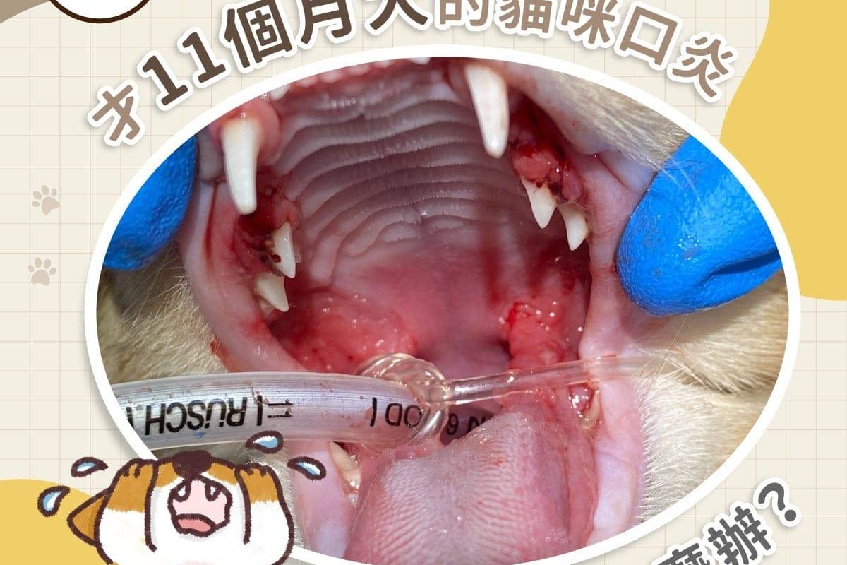 才11個月大的貓咪口炎該怎麼辦