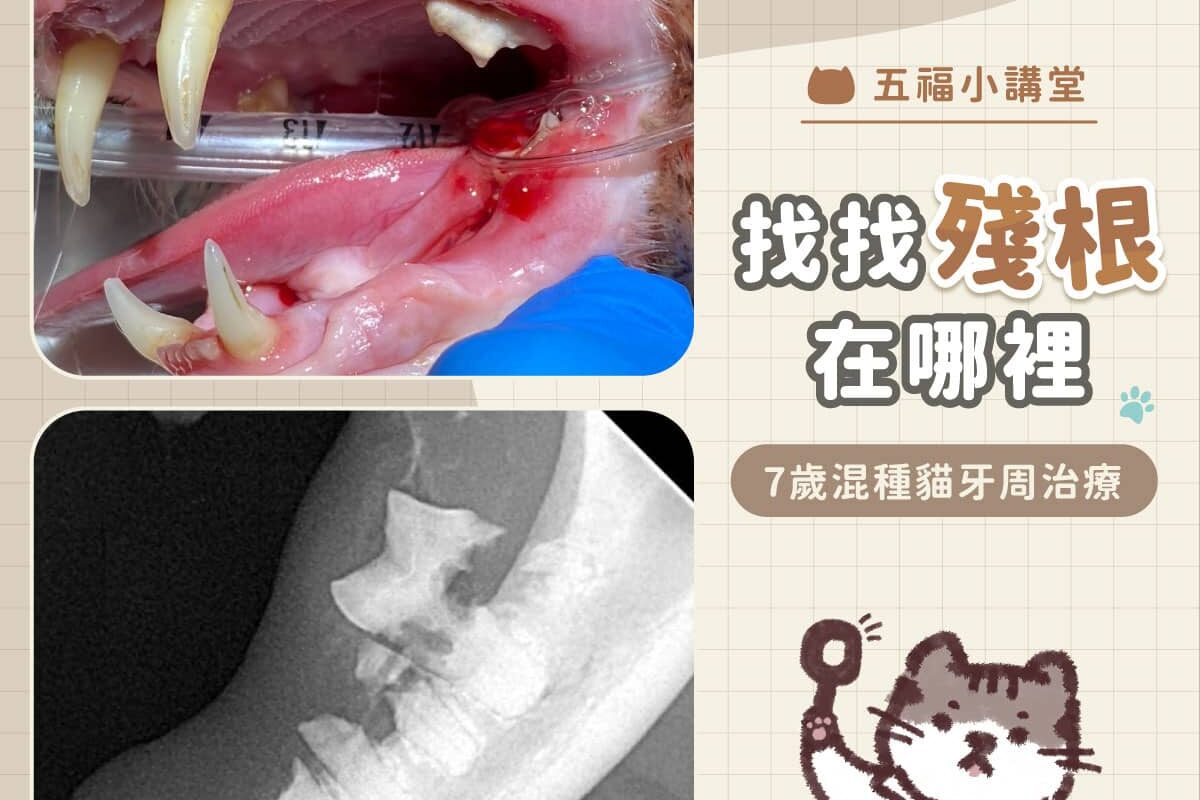 找找殘根在哪裡