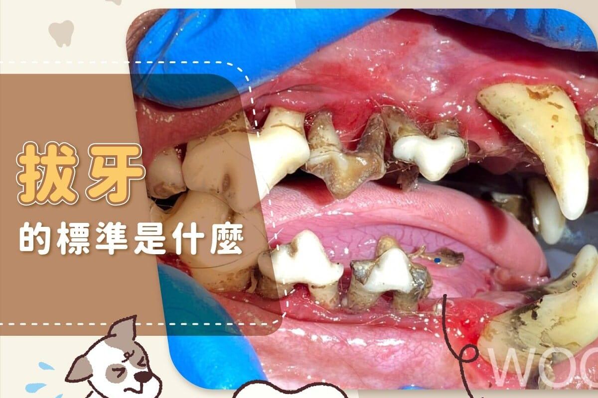 狗狗牙周病拔牙的標準是什麼？這樣的牙齒千萬不能留！