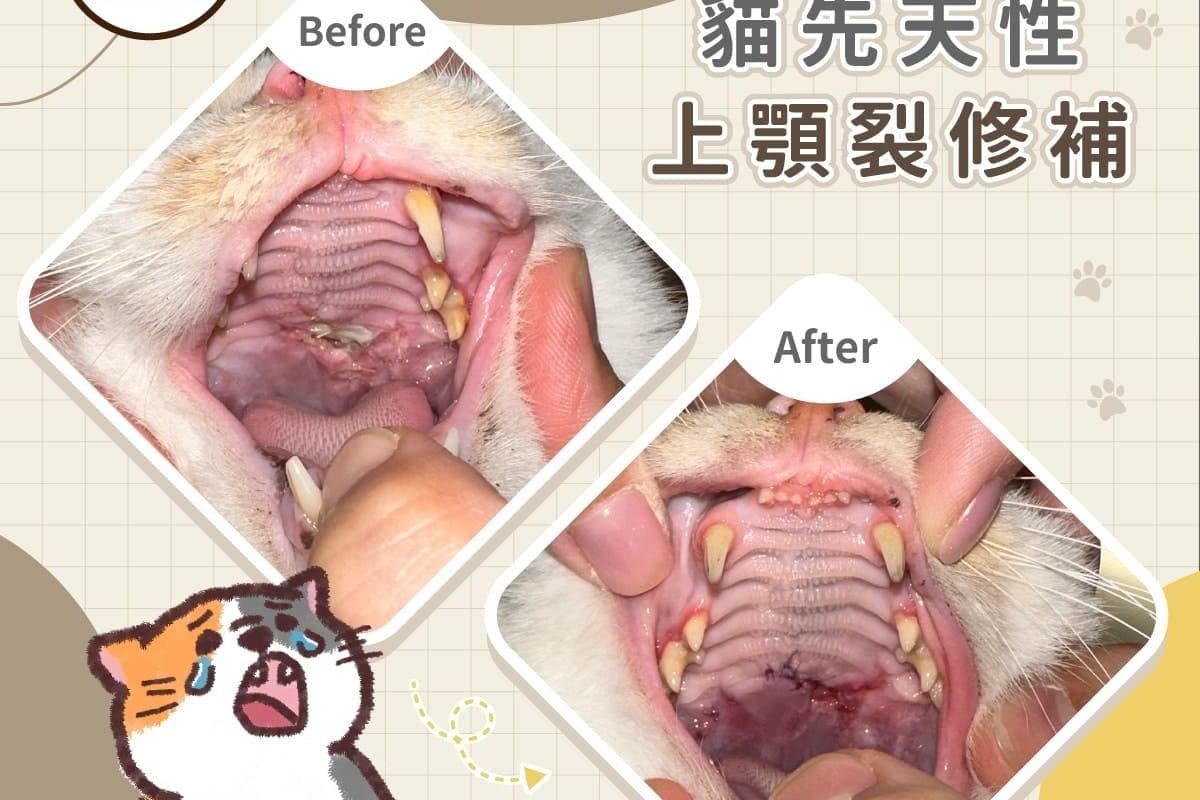 搶救大作戰貓先天性上顎裂修補