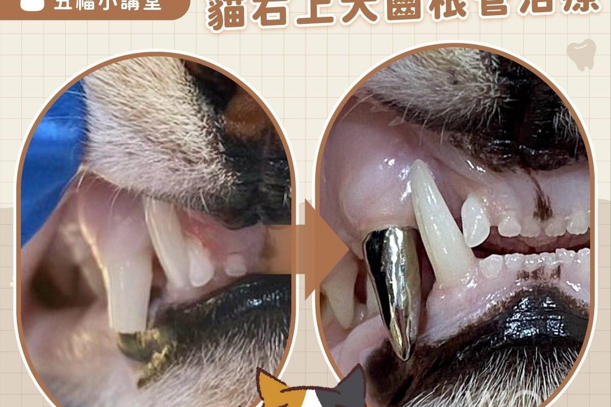 新年小禮物。貓右上犬齒根管治療v4