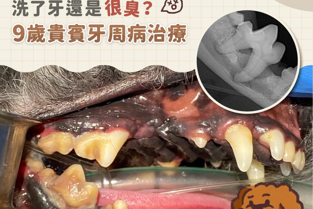 洗了牙還是很臭