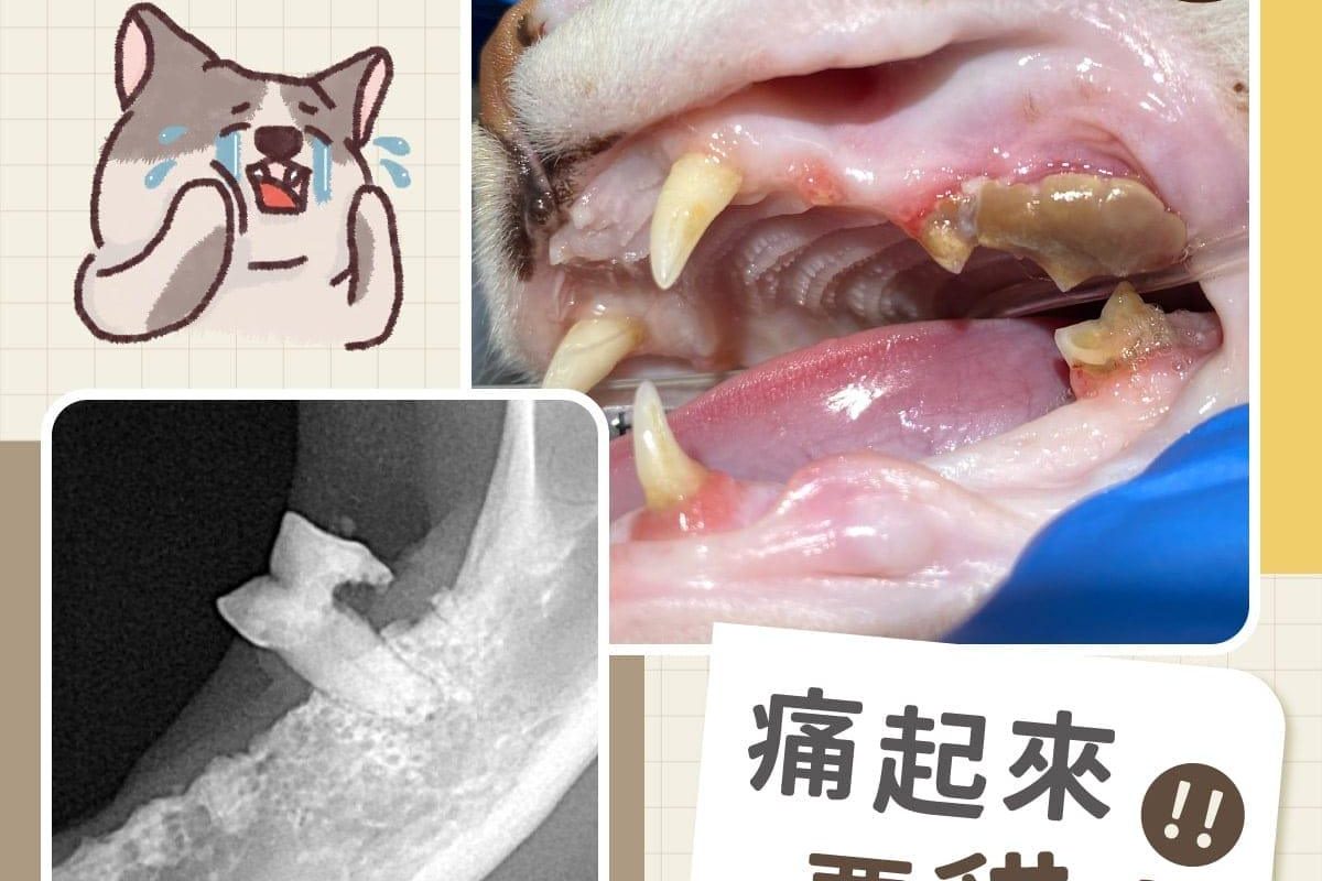 痛起來要貓命