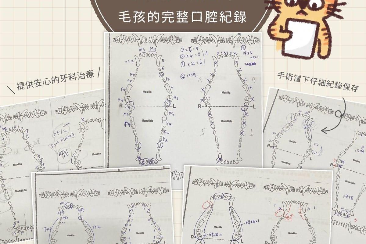 貓咪狗狗牙周病治療檢查記錄表