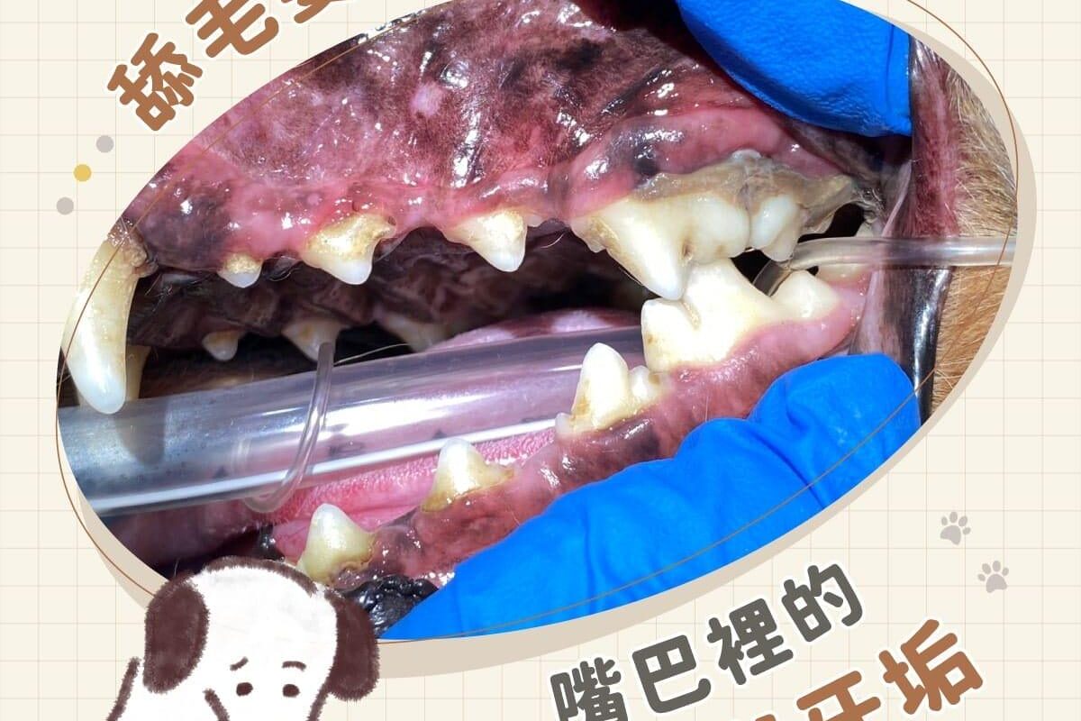 舔毛要注意