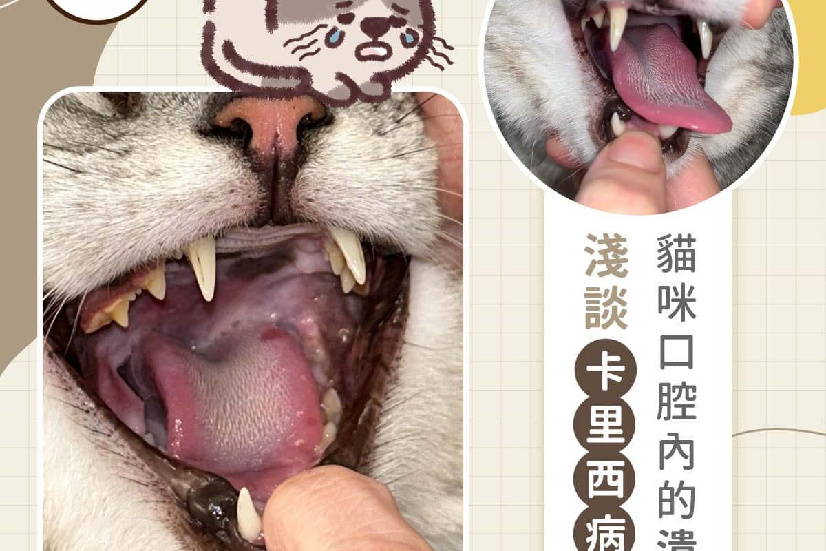 貓咪口腔內的潰瘍-淺談卡里西病毒
