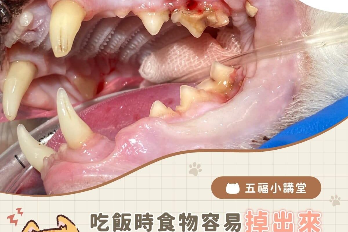 貓咪牙痛警訊