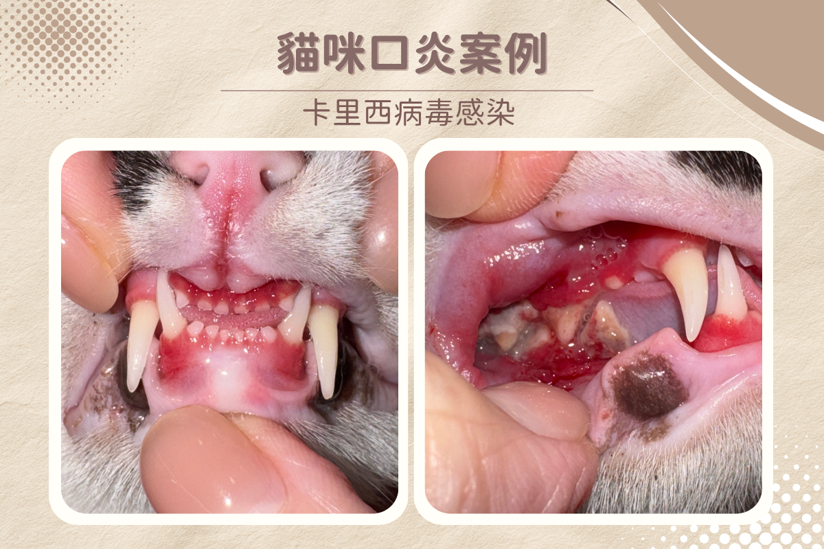 卡里西病毒口炎